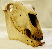 skull